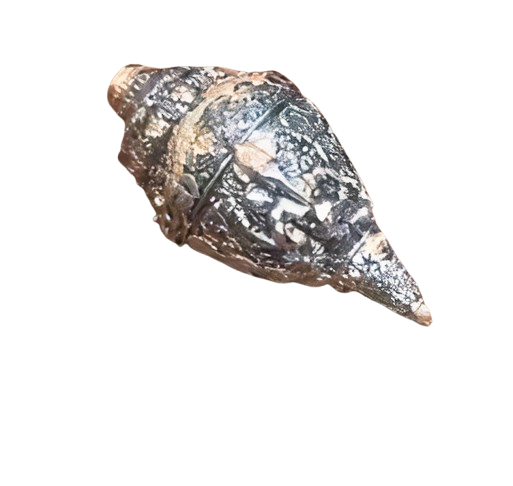 Silver Plated Ganesha Shankh – Vaastu Corrective Conch Shell for Prosperity | Siansh