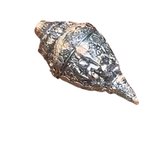 Silver Plated Ganesha Shankh – Vaastu Corrective Conch Shell for Prosperity | Siansh